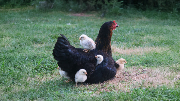 maman poule et ses poussins